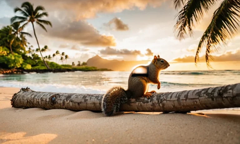 Do Squirrels Live In Hawaii? A Detailed Look