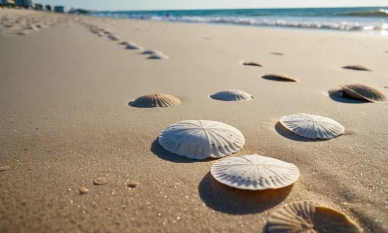 Sand Dollars In Myrtle Beach: What You Need To Know